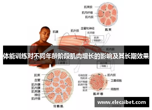 体能训练对不同年龄阶段肌肉增长的影响及其长期效果