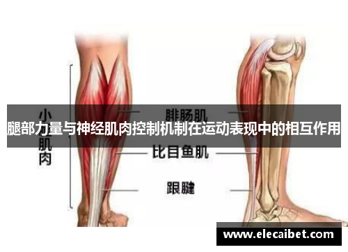 腿部力量与神经肌肉控制机制在运动表现中的相互作用